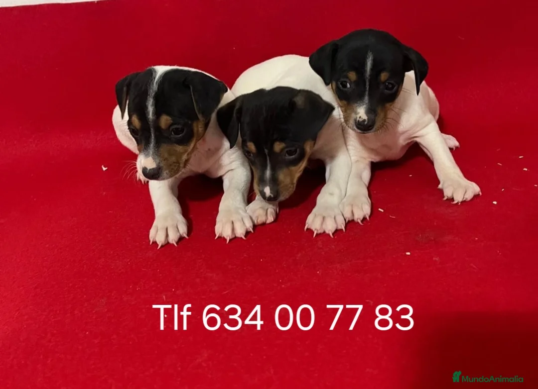 Ratonero Bodeguero Andaluz perros en venta: Impresionantes Bodegueros - Anuncio 2