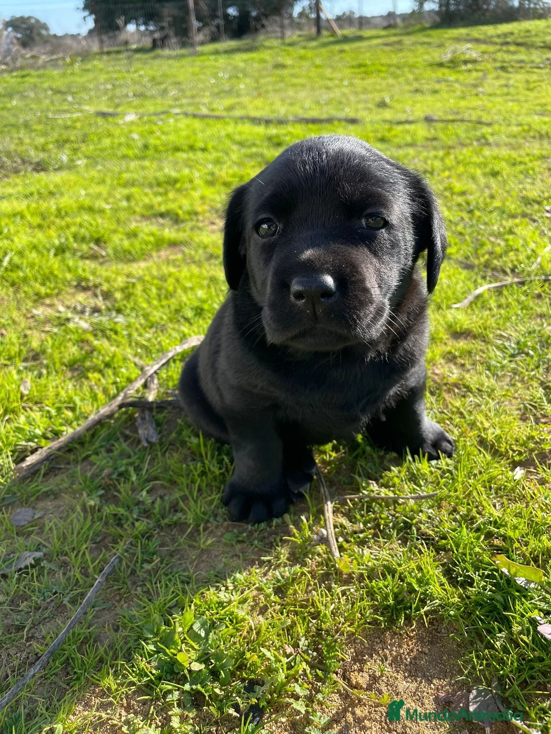 Labrador Retriever perros en venta: Labrador Retriever último macho!! - Anuncio 1