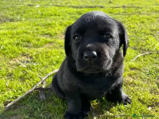 Labrador Retriever perros Labrador Retriever último macho!! - Anuncio 4