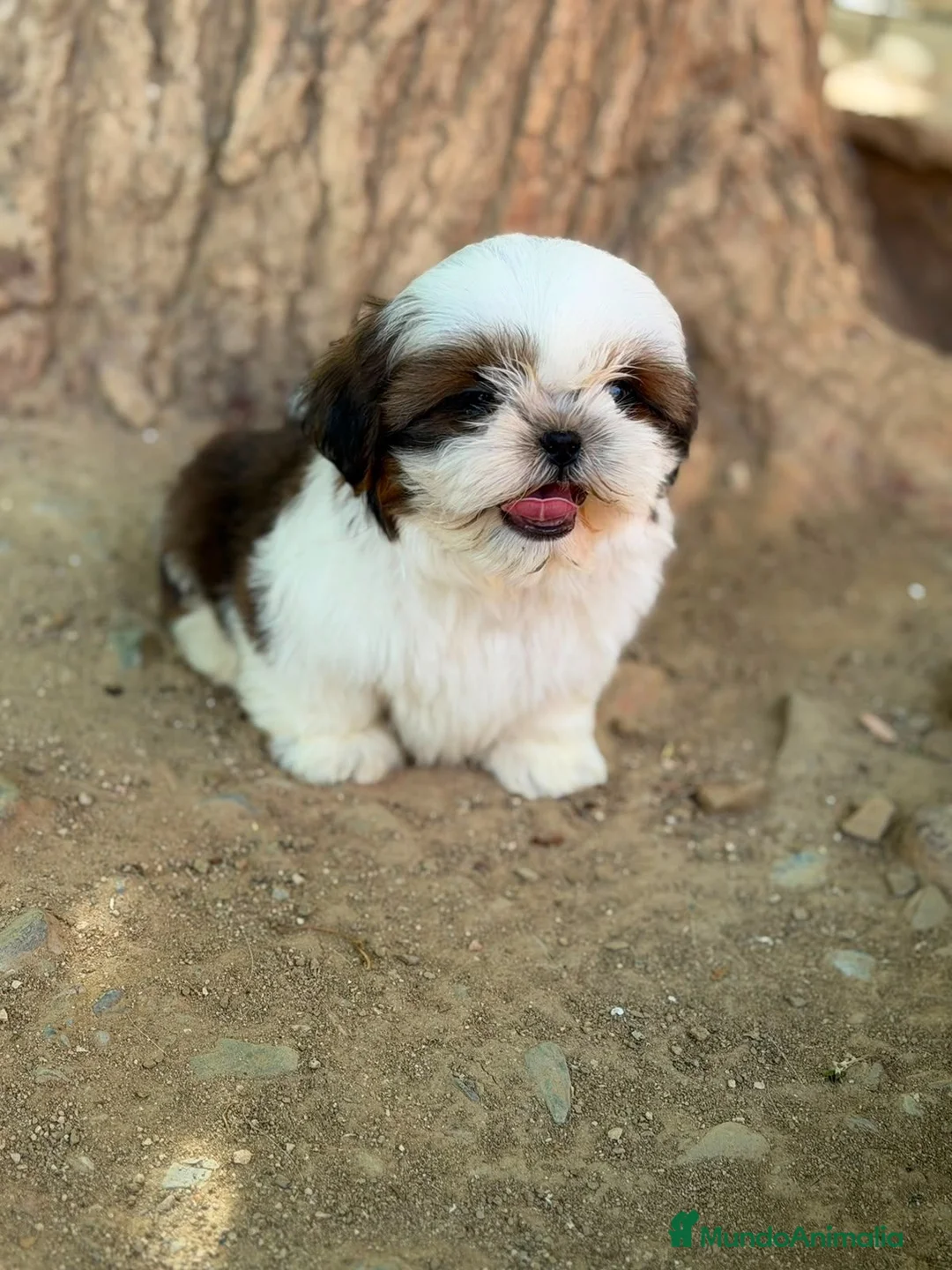 Shih Tzu perros en venta: SHIH TZU TRICOLOR - Anuncio 2