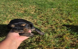 Cocker Spaniel Inglés perros en venta: COCKER SPANIEL INGLES - Imagen 4