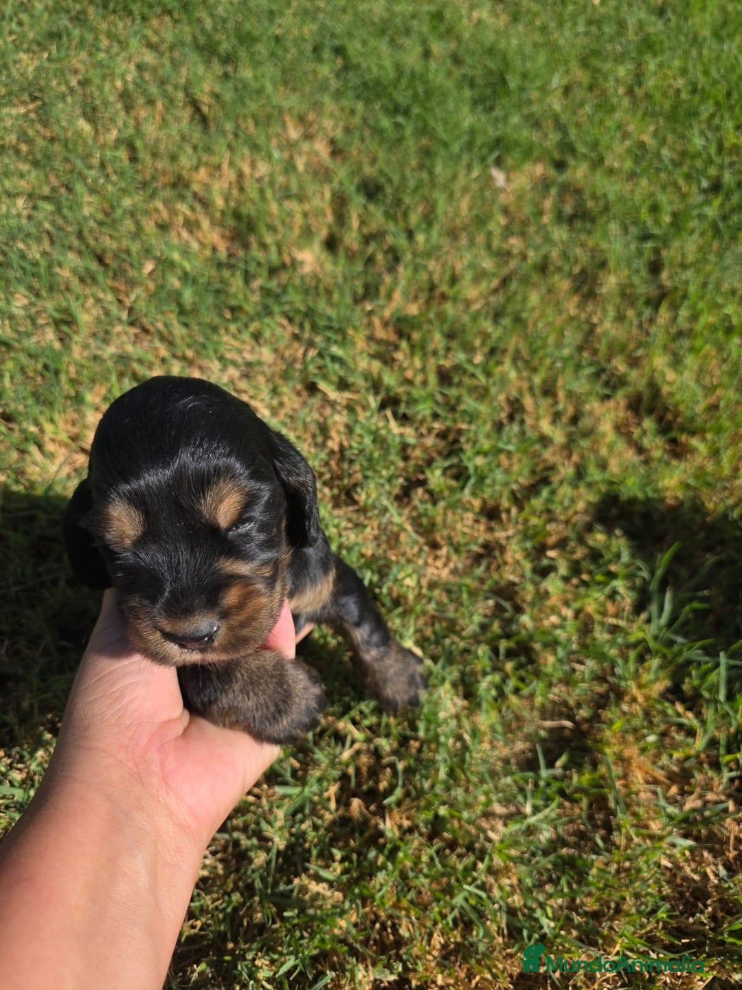 Cocker Spaniel Inglés perros en venta: COCKER SPANIEL INGLES - Imagen 4
