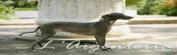 Pequeño Lebrel Italiano perros en venta: Camada Leberel Italiano - Anuncio 7