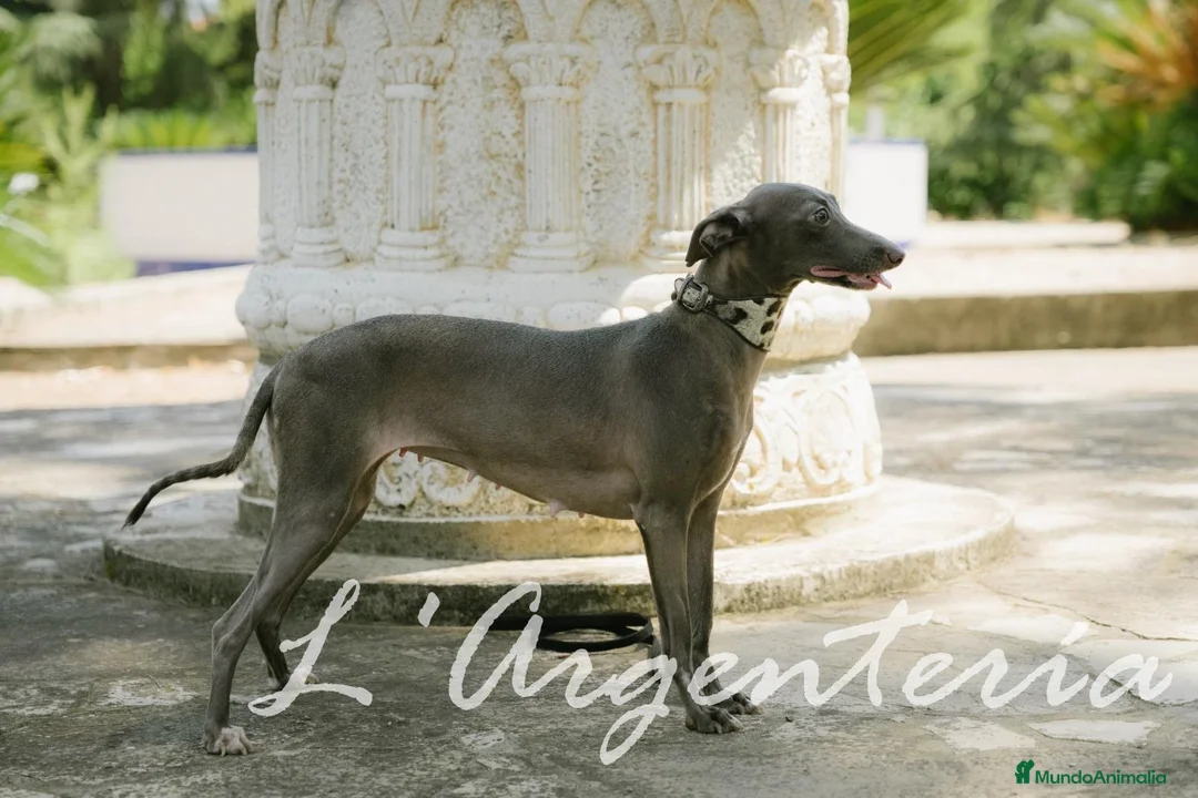 Pequeño Lebrel Italiano perros en venta: Camada Leberel Italiano - Anuncio 7