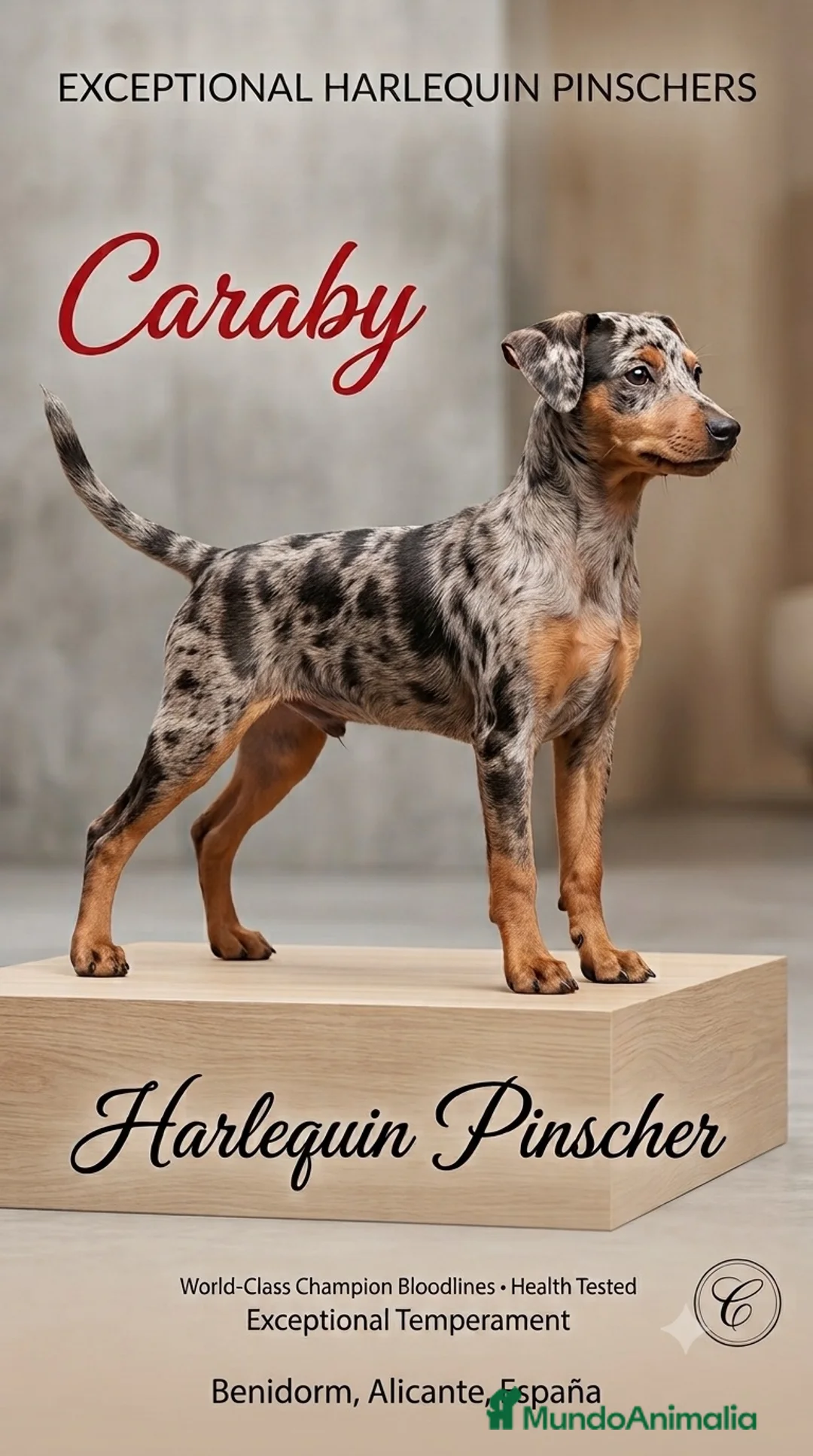 Pinscher Miniatura perros en venta: Caraby Harlequin Pinscher Benidorm  - Anuncio 2