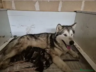 Alaskan Malamute perros Alaska Malamute - Anuncio 1