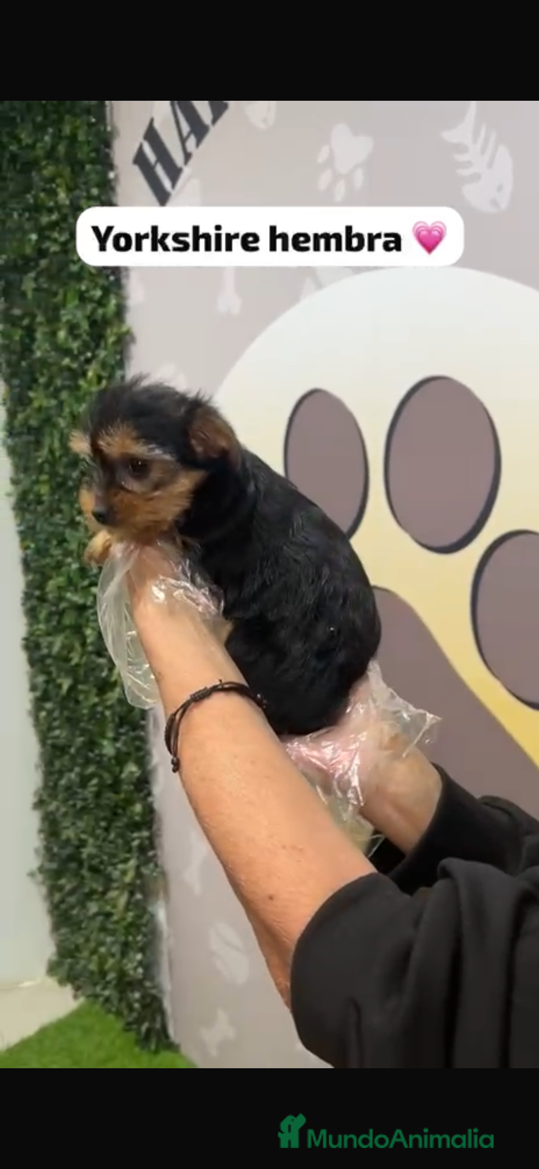 Yorkshire Terrier perros en venta: Yorkshire hembra bebe - Anuncio 3