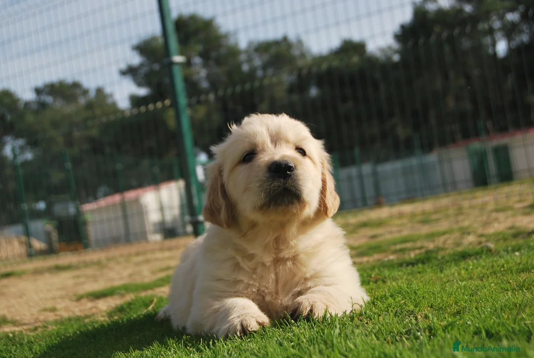 Golden Retriever perros en venta: Cachorros de Golden Retriever del Alto del Pago - Anuncio 5