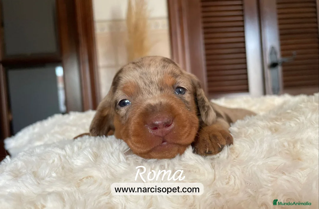 Teckel Miniatura perros en venta: TECKEL ARLEQUIN CHOCOLATE en Ciudad Real - Anuncio 1