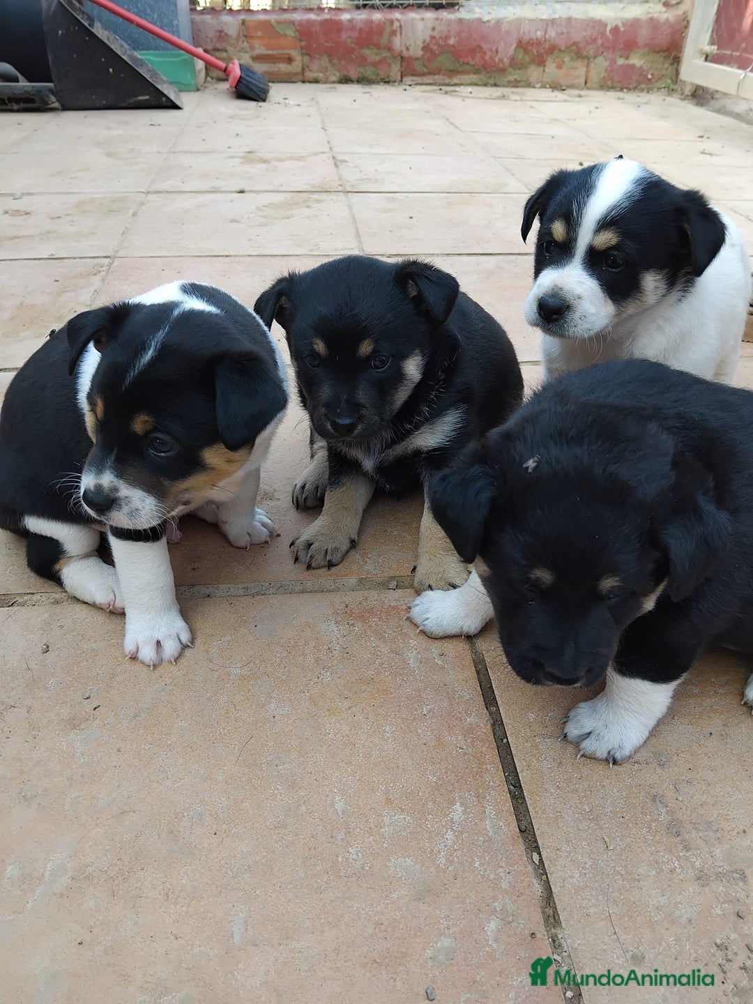 Ratonero Bodeguero Andaluz perros en adopcion: Cachorros mestizos  - Imagen 3