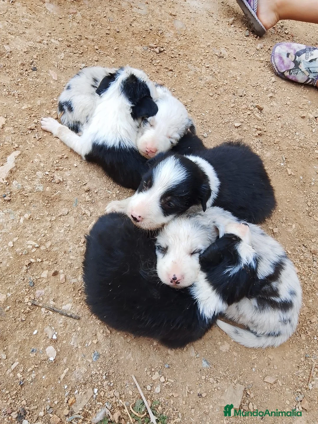 Border Collie perros en adopcion: Preciosos border collie - Anuncio 2