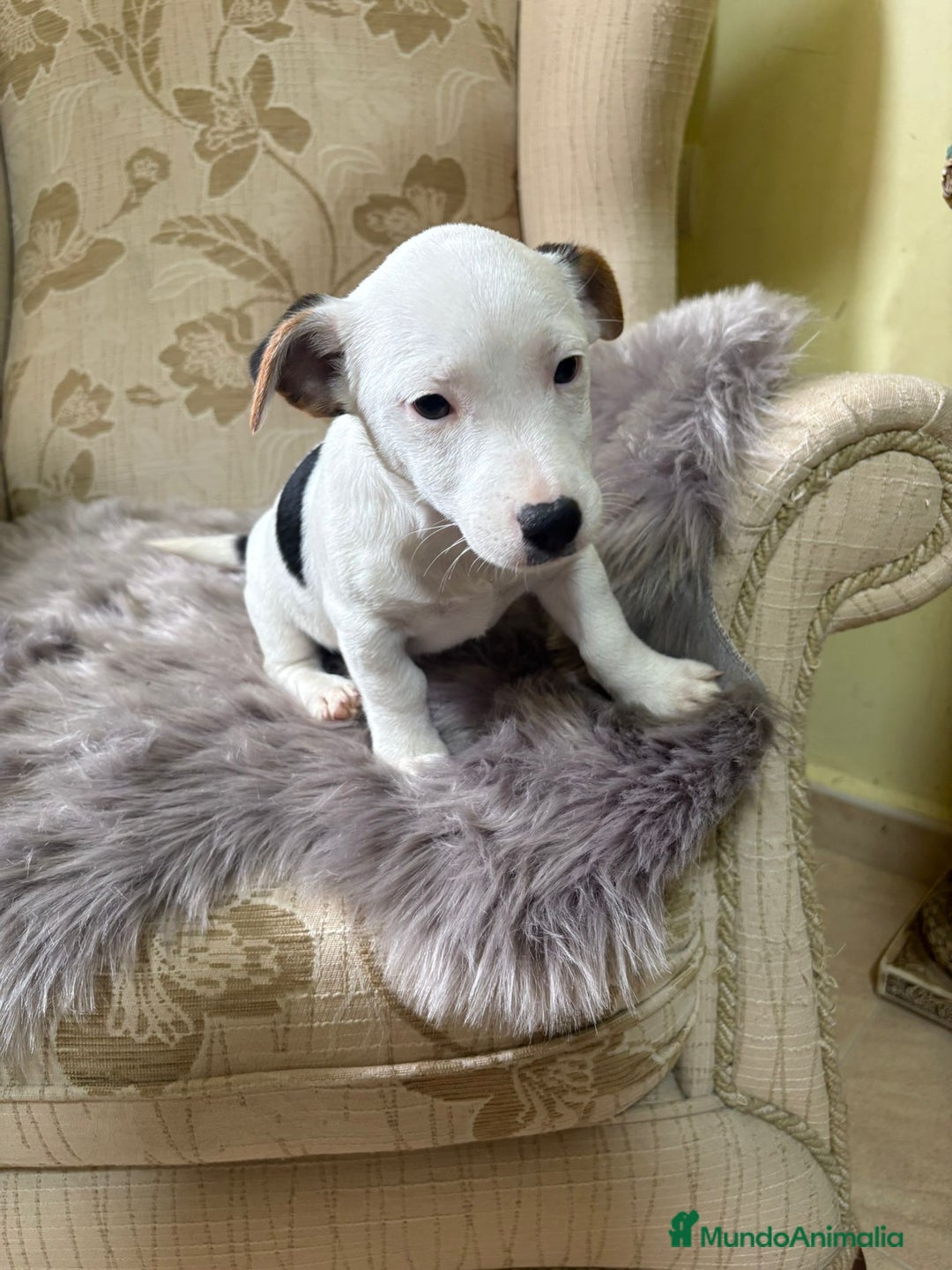 Jack Russell Terrier perros en venta: Cachorros de Jack Russell  - Imagen 33