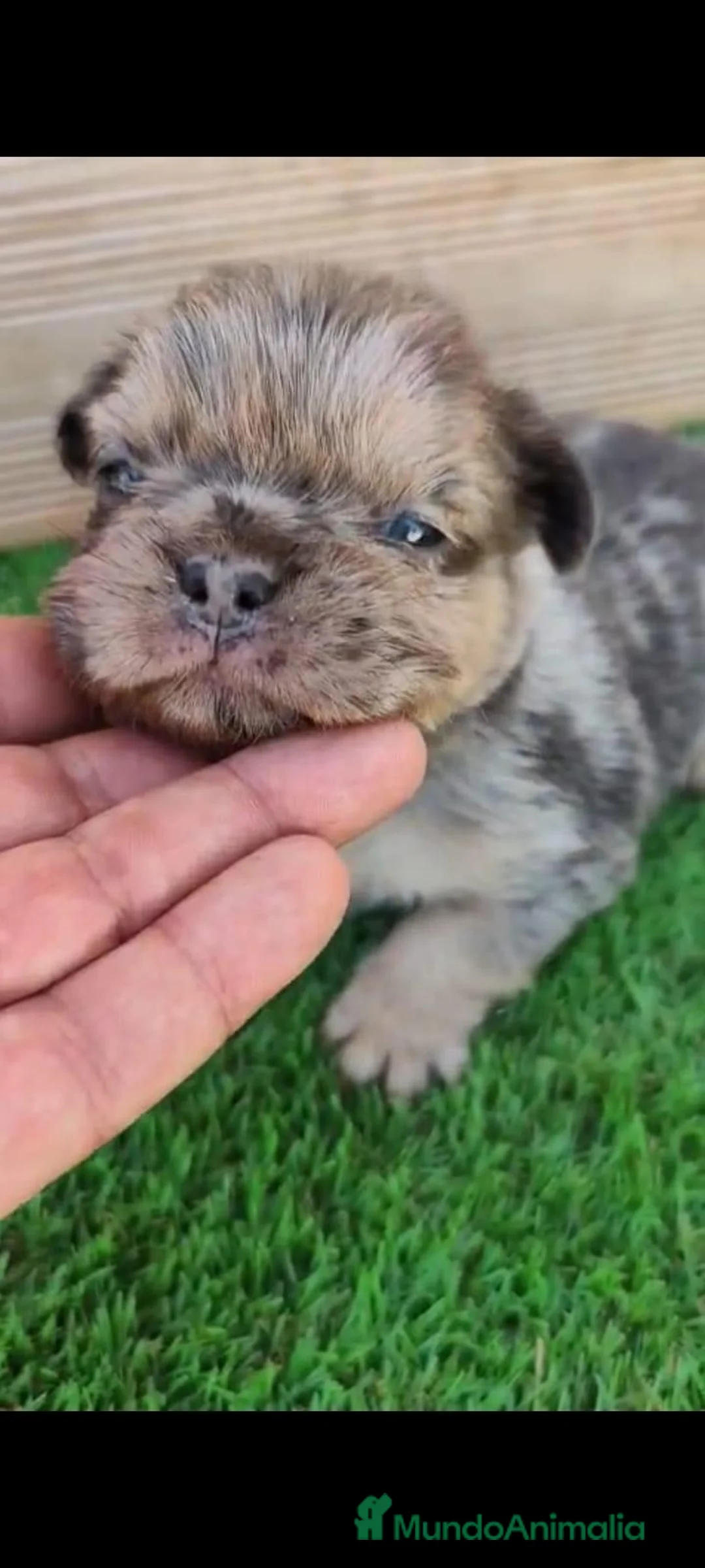Bulldog Francés perros en venta: Bulldog frances, exoticos - Anuncio 2