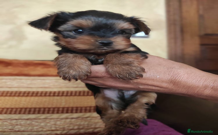 Yorkshire Terrier perros - Anuncio 2