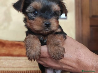 Yorkshire Terrier perros - Anuncio 1