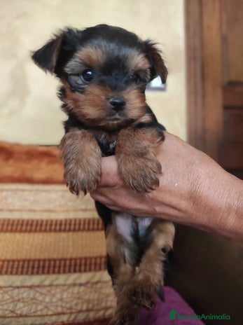 Yorkshire Terrier perros - Anuncio 2