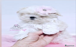 Bichón Maltés perros en venta: Bichon maltes coreano miniatura  - Imagen 1
