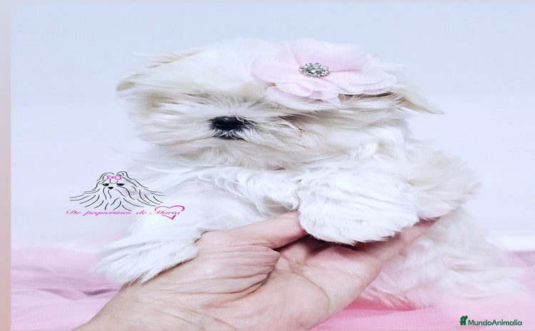Bichón Maltés perros - Propaganda 1