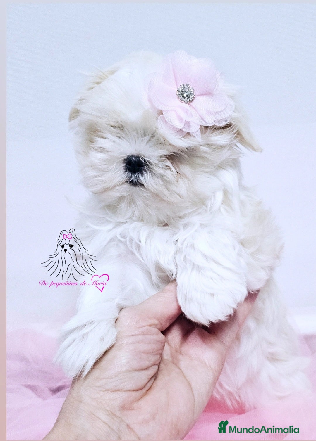 Bichón Maltés perros en venta: Bichon maltes coreano miniatura  - Imagen 1