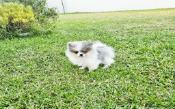 Pomerania perros en venta: POMERANIA HEMBRA BLUE MERLE - Imagen 2