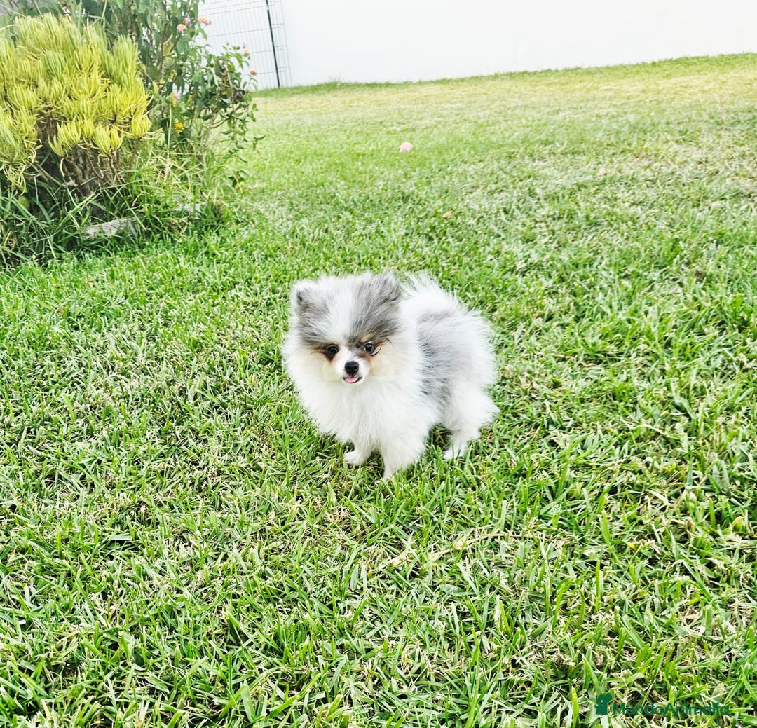 Pomerania perros en venta: POMERANIA HEMBRA BLUE MERLE - Imagen 2