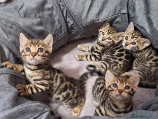 Bengalí gatos en Madrid - Anuncio 2