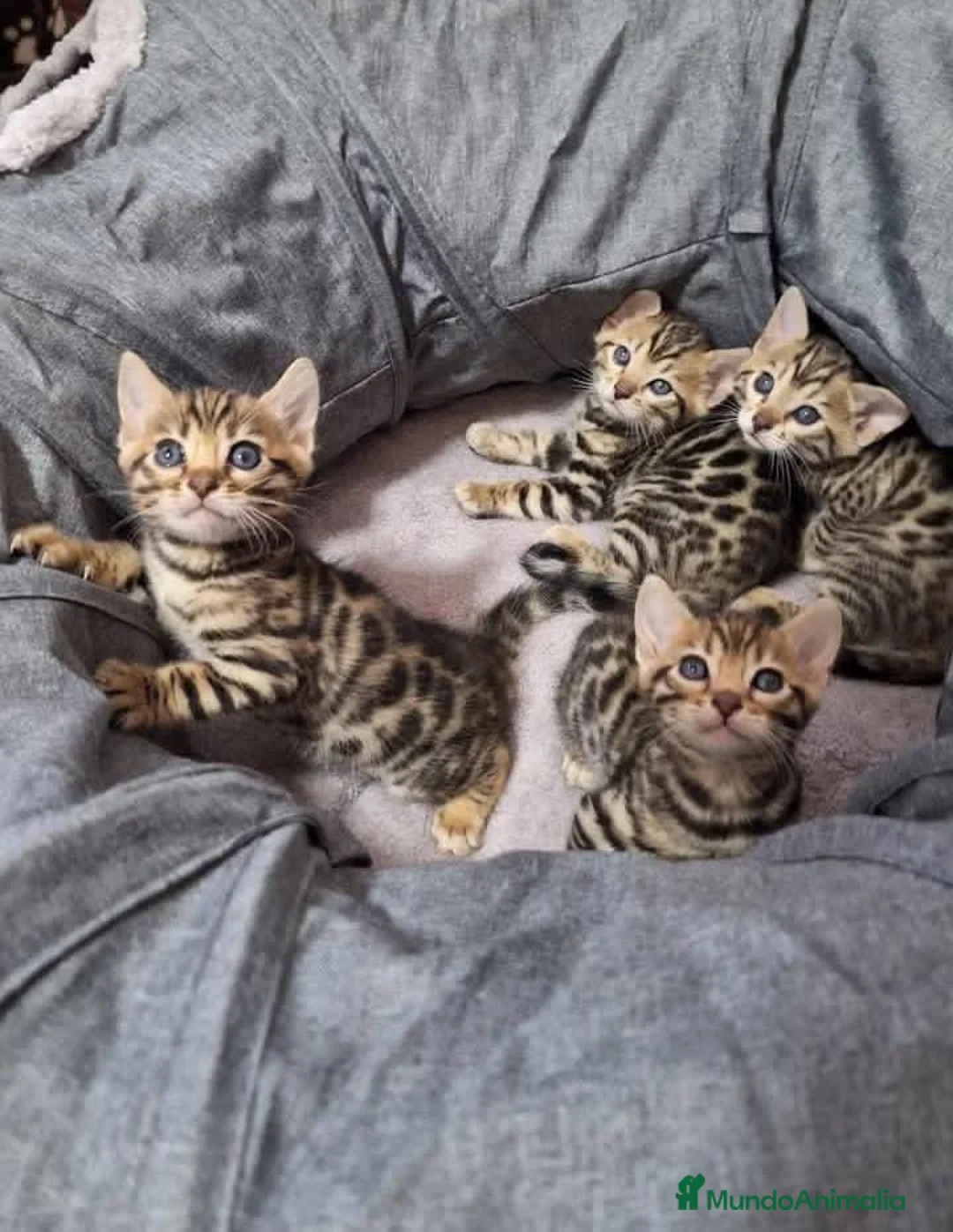 Bengalí gatos en venta: GATOS BENGALÍS  en Madrid - Anuncio 1