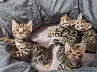 Bengalí gatos GATOS BENGALÍS - Anuncio 3