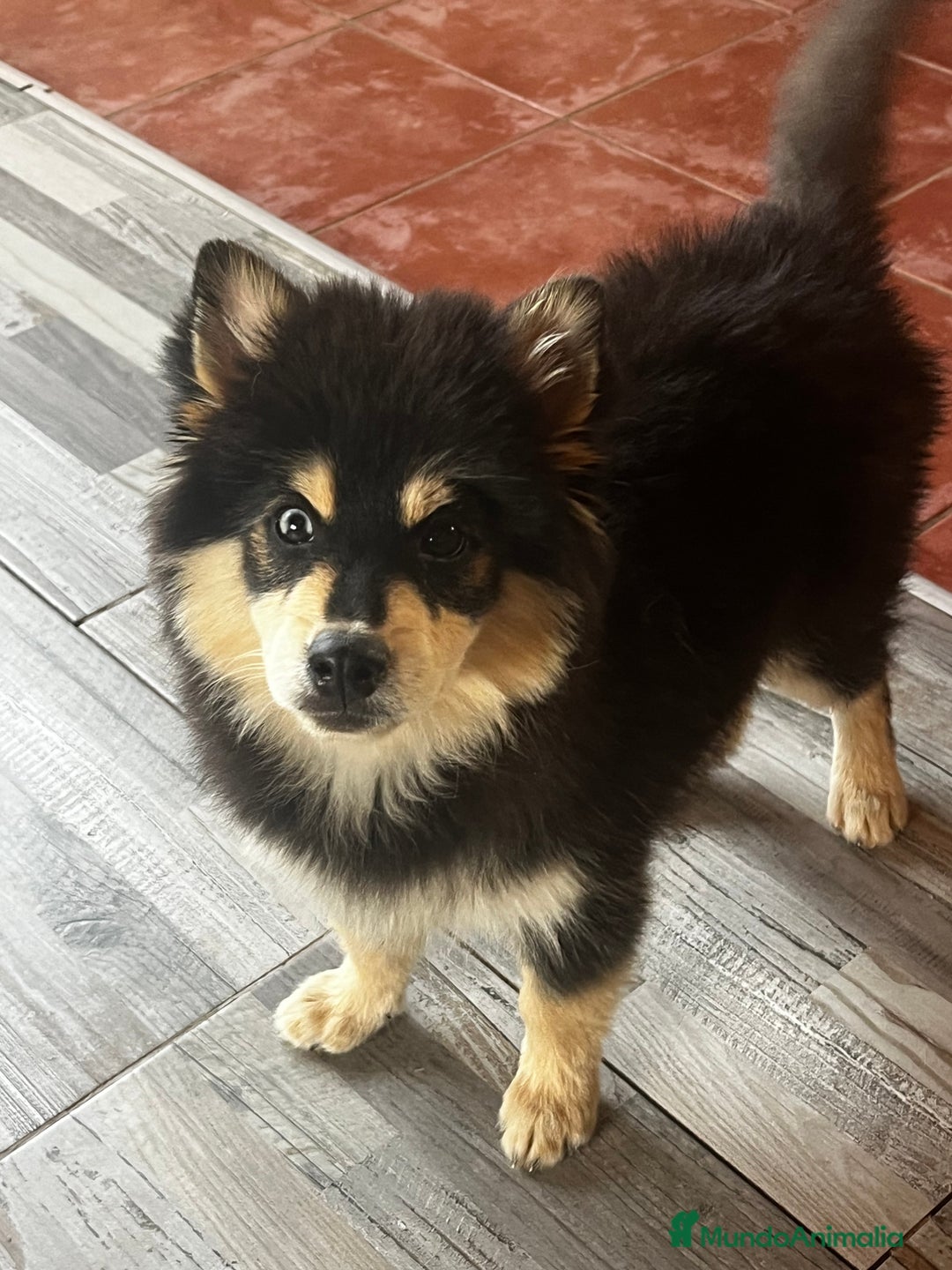 Pomsky perros en venta: Pomsky - Imagen 4