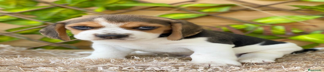 Beagle Cachorro 3491
