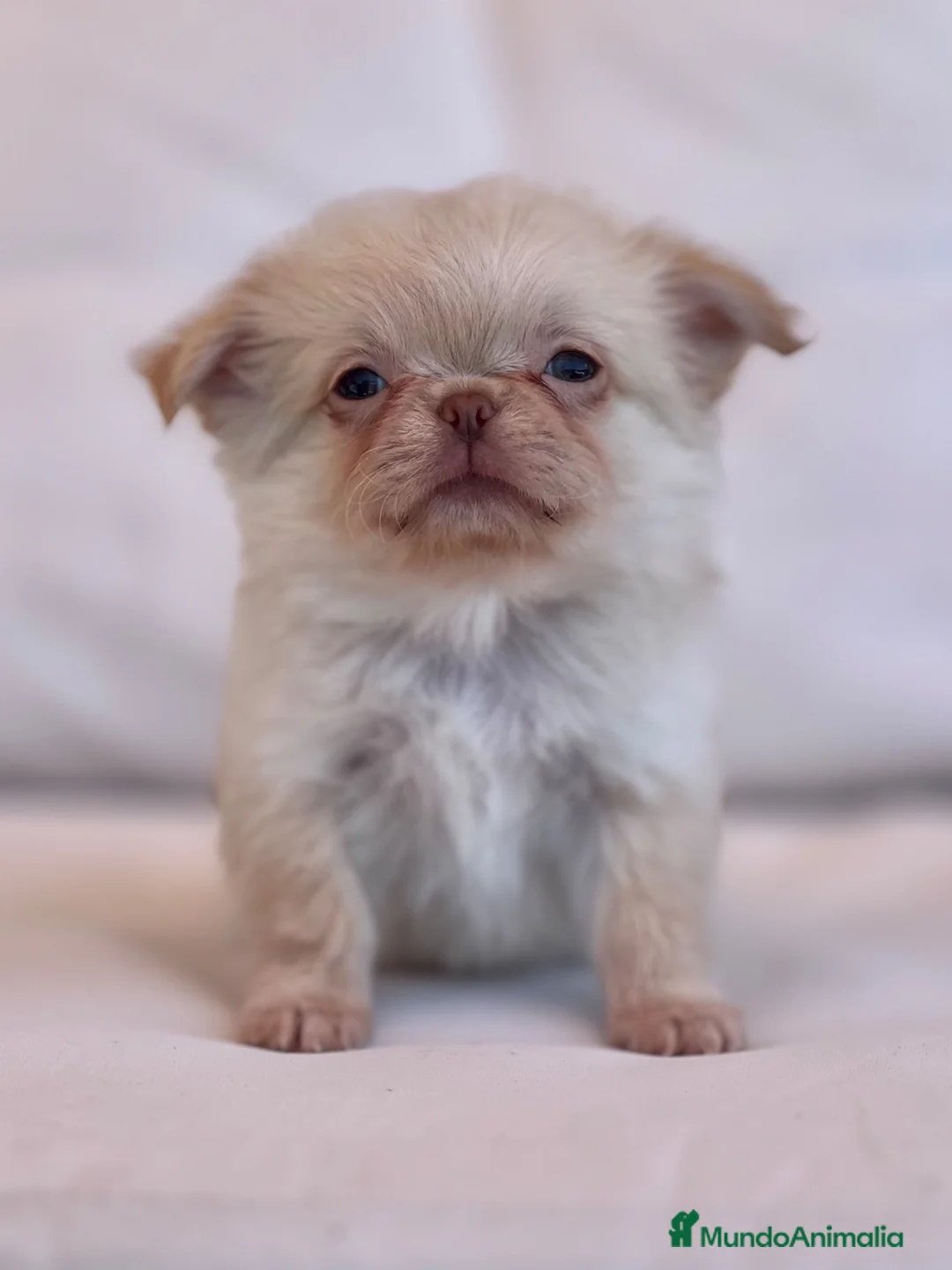Chihuahua perros en venta: ESPECTACULAR CHIHUAHUA THAILANDES PLATINUM - Anuncio 1