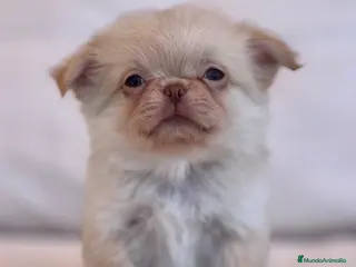 Chihuahua perros ESPECTACULAR CHIHUAHUA THAILANDES PLATINUM - Anuncio 1