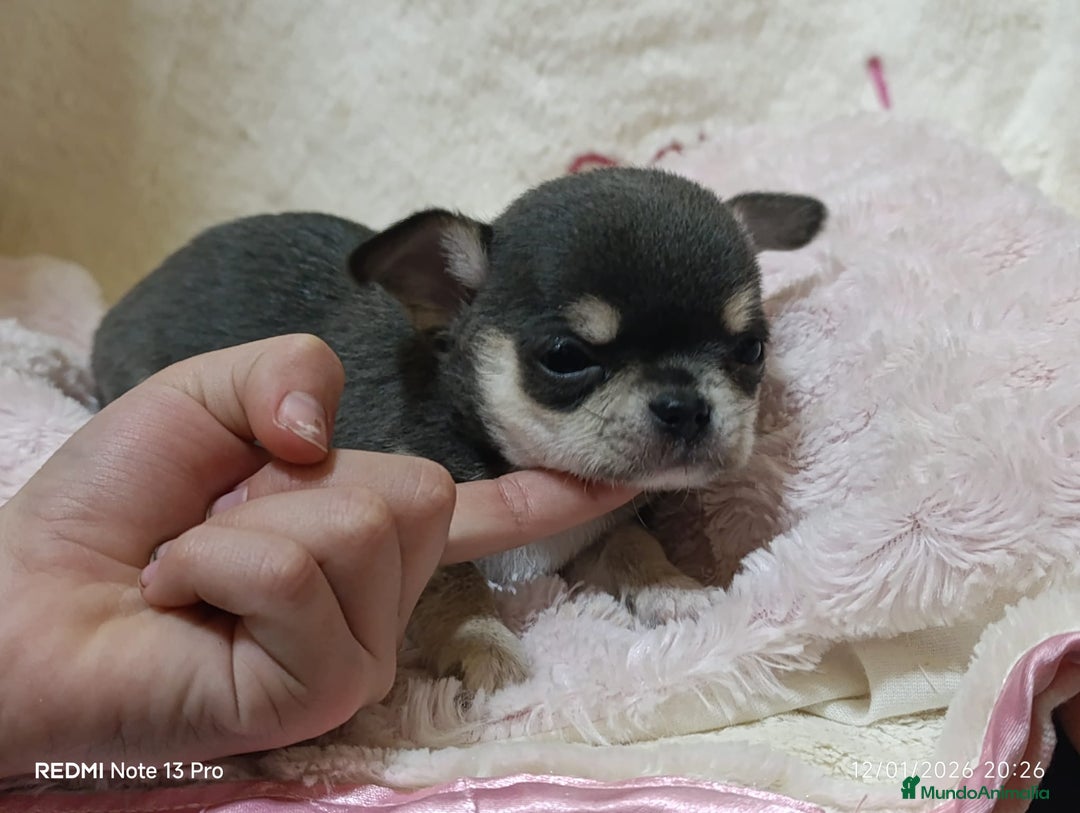 Chihuahua perros en venta: Chihuhuas toy  - Anuncio 8