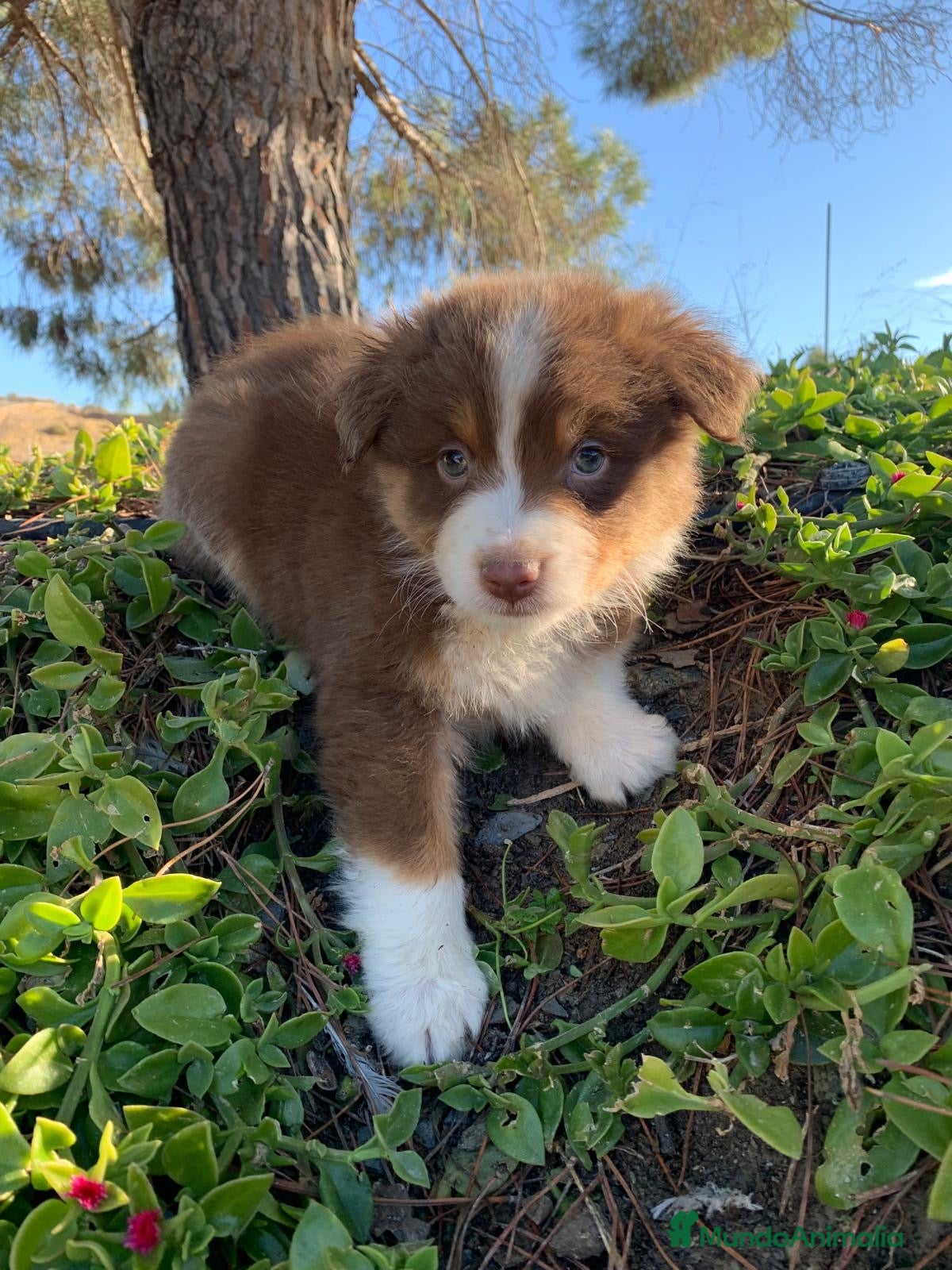 Pastor Australiano perros Cachorro PASTOR AUSTRALIANO  - Anuncio 1