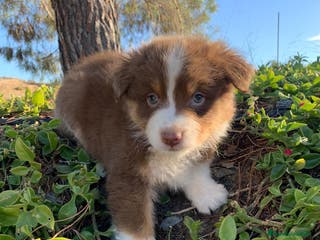 Pastor Australiano perros Cachorro PASTOR AUSTRALIANO - Anuncio 1
