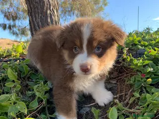 Pastor Australiano perros Cachorro PASTOR AUSTRALIANO - Anuncio 3