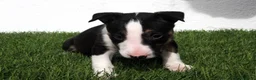 Bull Terrier perros en venta: Bull Terrier  - Anuncio 23