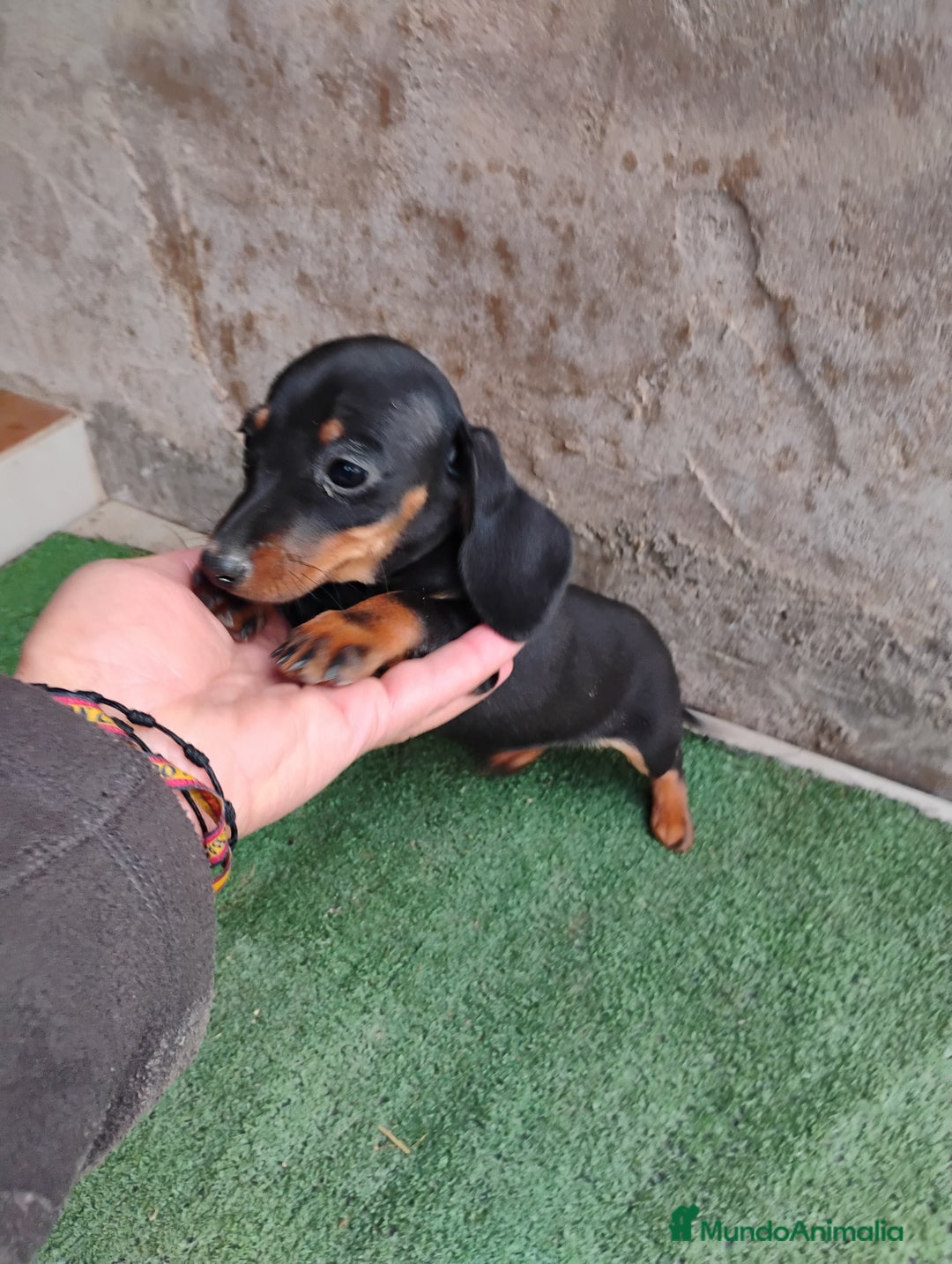 Teckel Miniatura perros en venta: Cachorra teckel miniatura negro y fuego  - Imagen 3