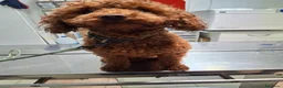 Caniche Toy perros en venta: Caniches Toy - Anuncio 1