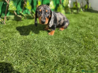 Teckel Miniatura perros TECKEL MINIATURA & KANNINCHEN - Anuncio 1