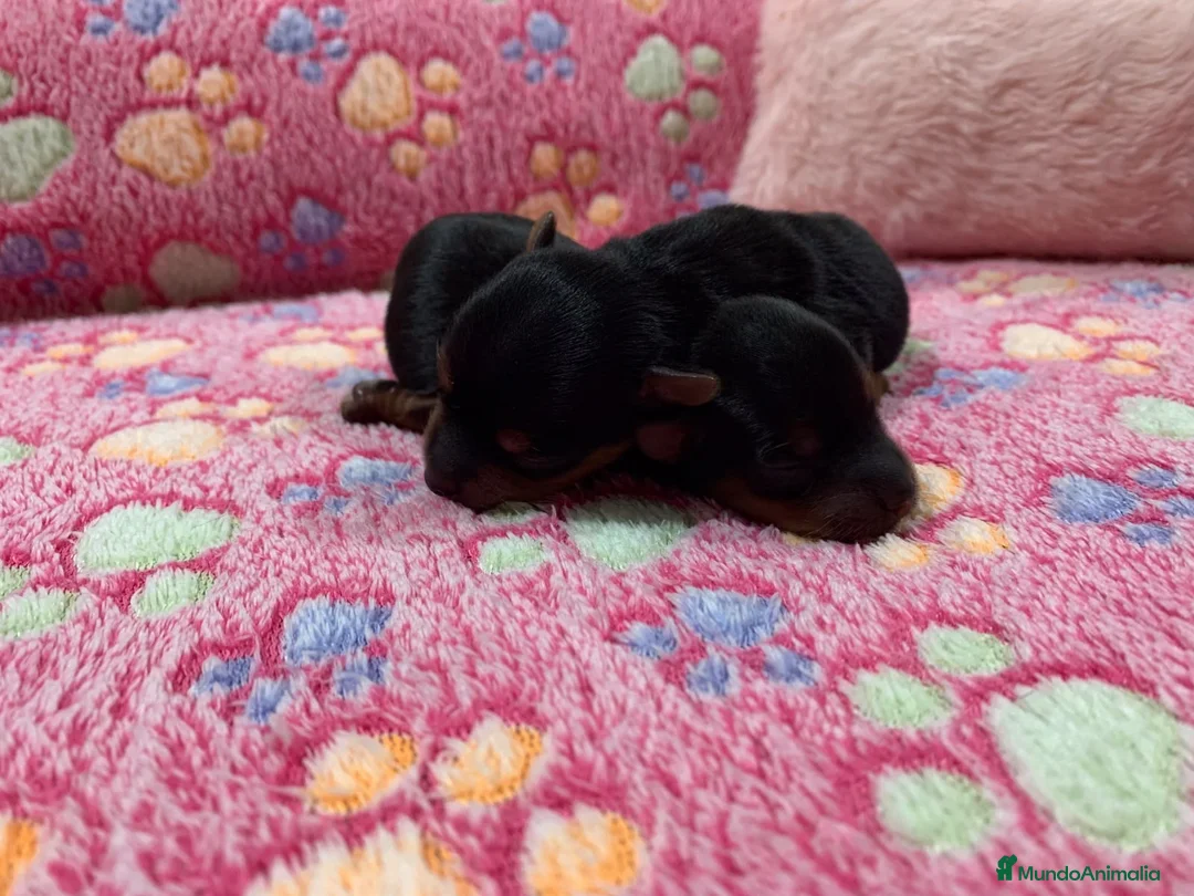 Yorkshire Terrier perros en venta: 🐾 Reserva tu Pequeñ@ Yorkshire Terrier - Anuncio 2