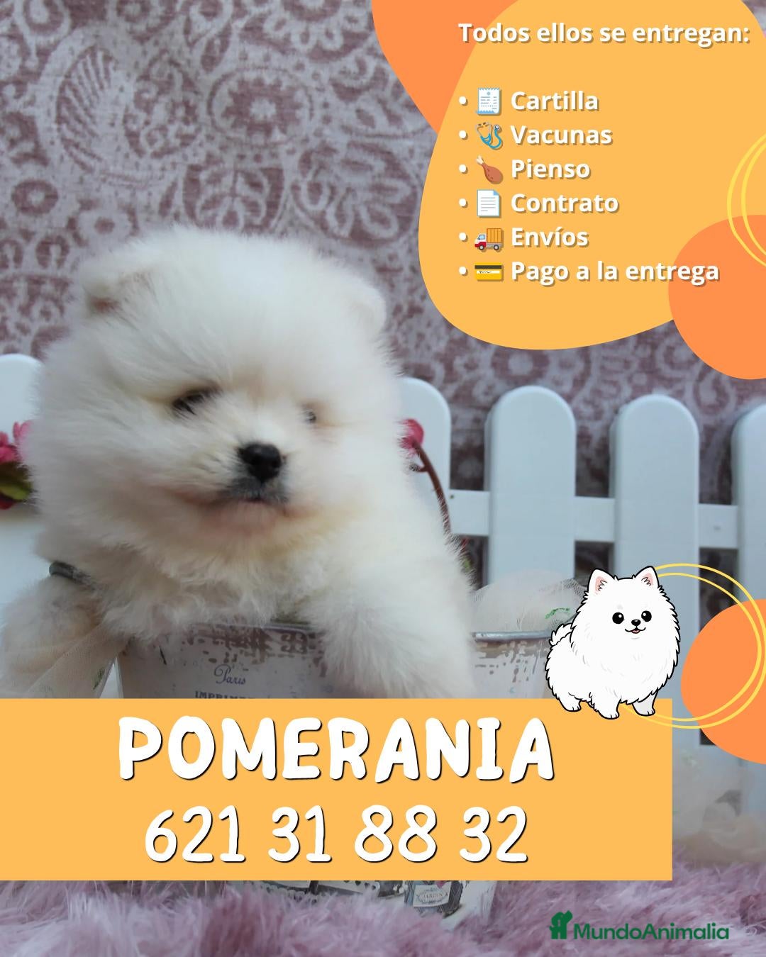 Pomerania perros Pomerania enano carita de osito - Anuncio 1