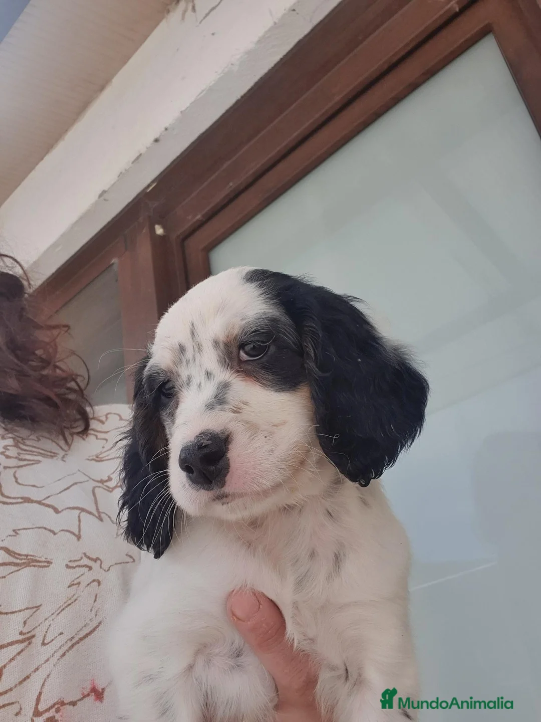 Setter Inglés perros en venta: Cachorro hembra Setter - Anuncio 2