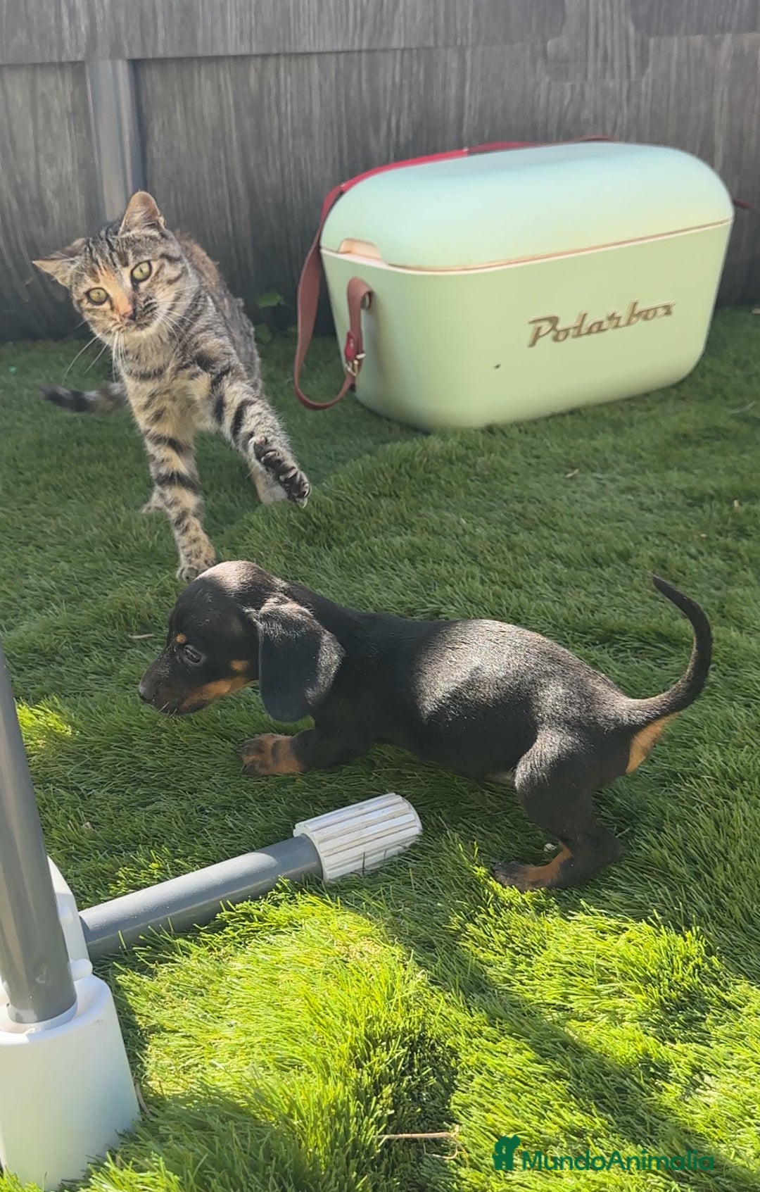 Teckel Miniatura perros en venta: Cachorritos negro/fuego impresionantes - Imagen 2