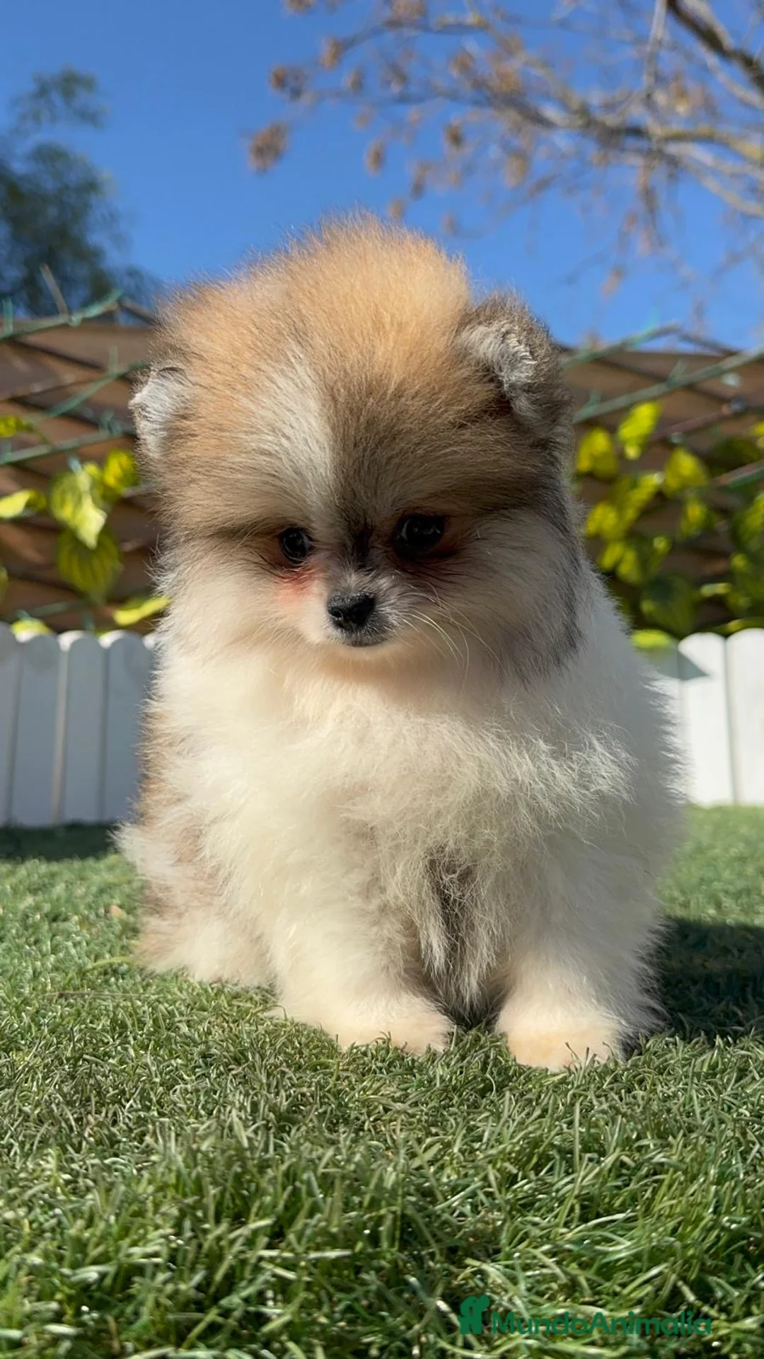 Pomerania perros en venta: POMERANIA - Anuncio 5