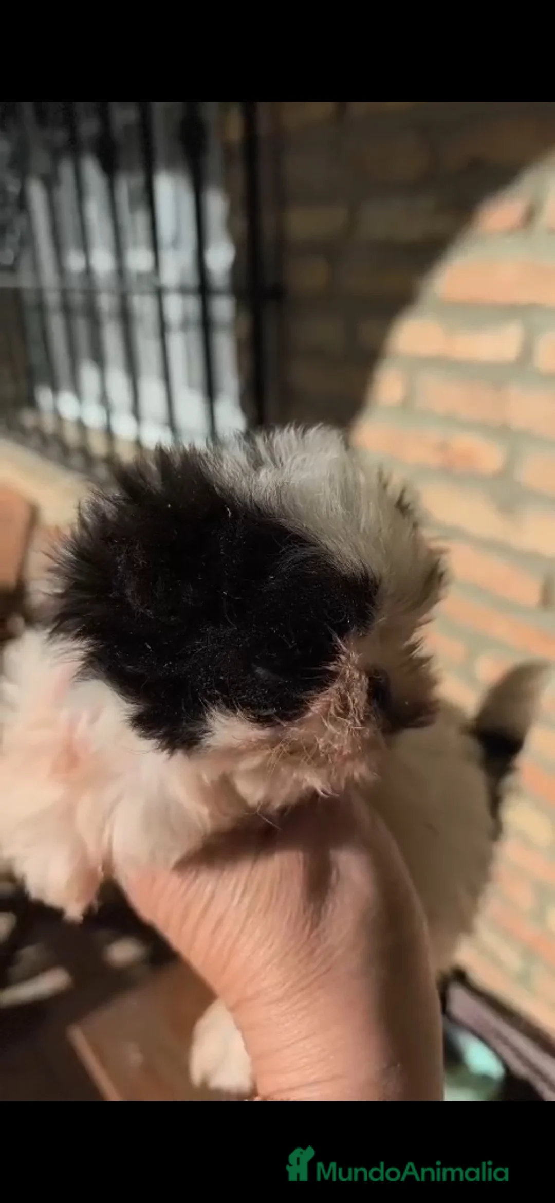 Shih Tzu perros en venta: SHIH TZU MINI  - Anuncio 1