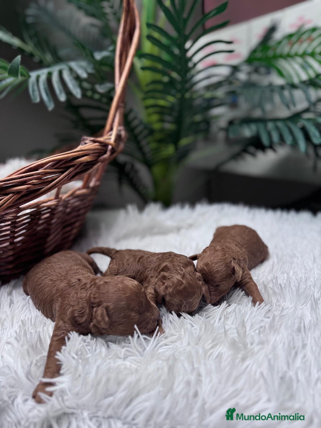 Caniche Toy perros en venta: CANICHE ROJO - Anuncio 13