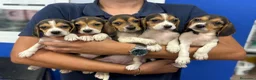 Beagle perros en venta: Cachorros Beagle 500€ ¡PRECIO REAL! VALENCIA - Anuncio 1