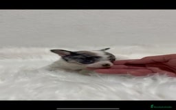 Chihuahua perros en venta: CHIHUAHUA PELO CORTO Y LARGO - Imagen 3