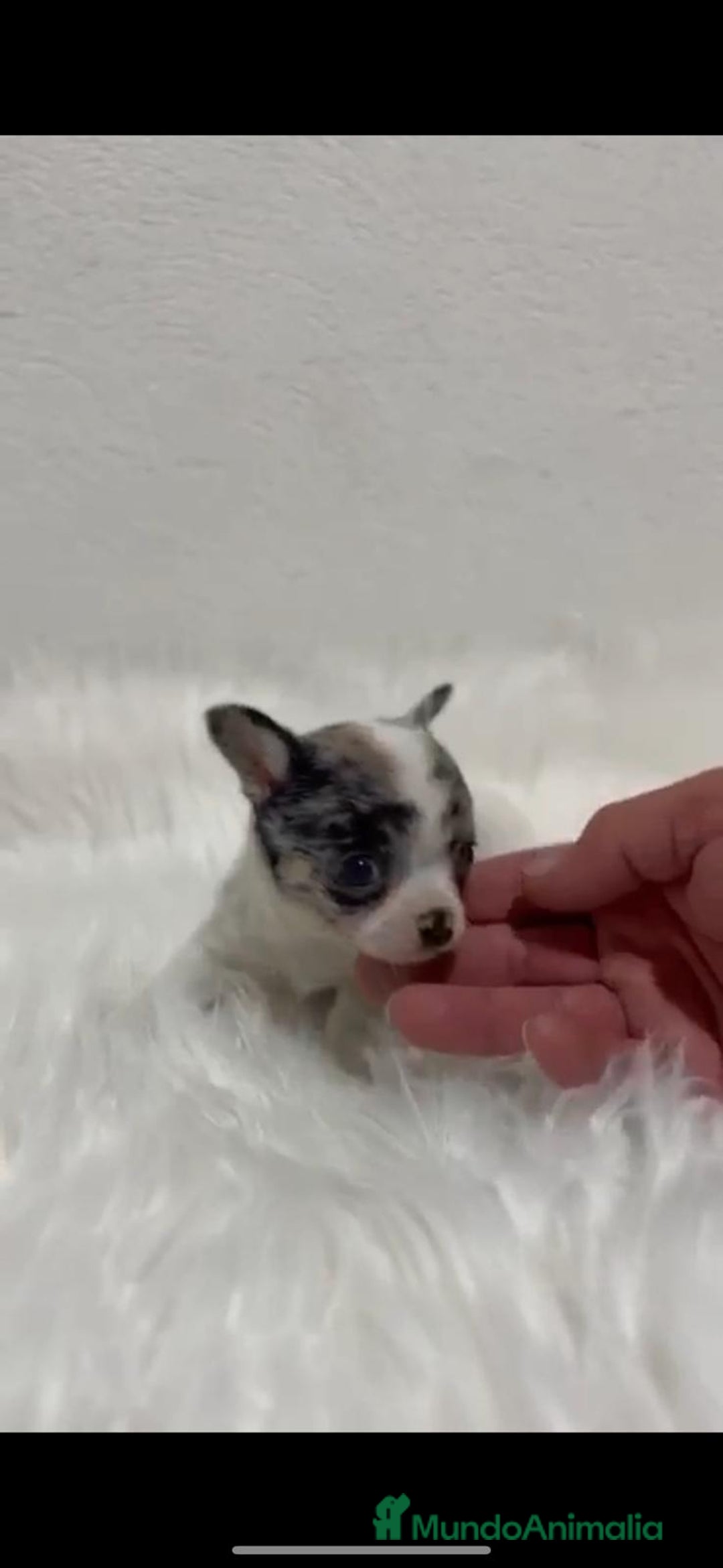 Chihuahua perros en venta: CHIHUAHUA PELO CORTO Y LARGO - Imagen 3